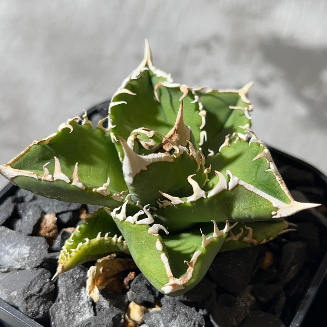 【大白鯊】※おまけ付※アガベ 発根済みプラ鉢込