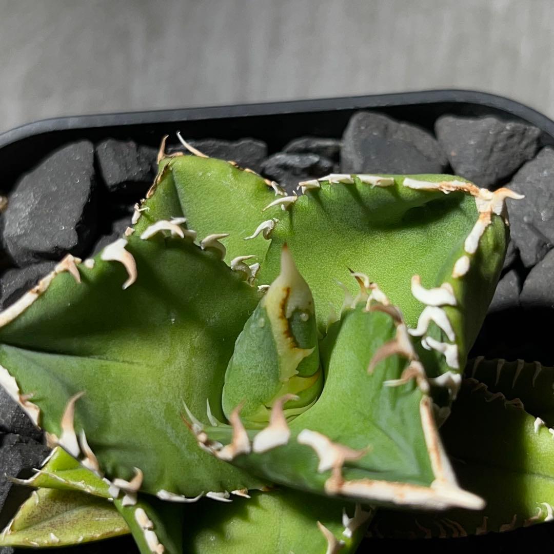 【大白鯊】※おまけ付※アガベ 発根済みプラ鉢込