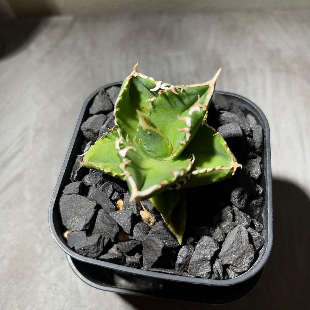 【大白鯊】※おまけ付※アガベ 発根済みプラ鉢込