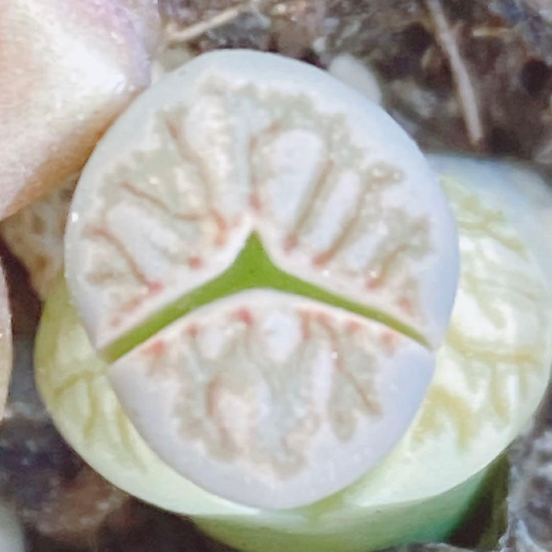 匿名配送♡レア♡ 多肉植物　リトープス　おばけ　3面　極美苗♡