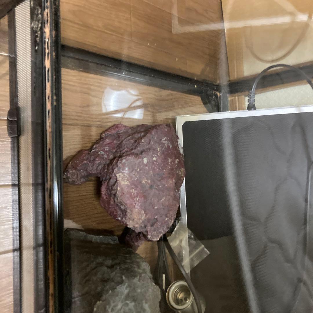 大型飼育ケージ ガラス製 メッシュカバー付きバラ売りも可能