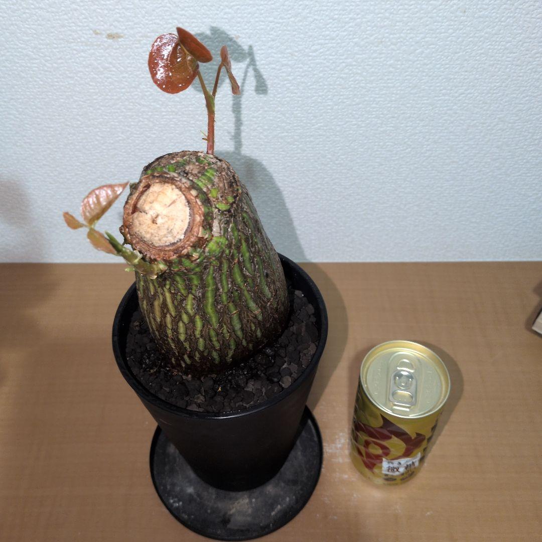 ボンバックス　エリプティクム　美株 （鉢付き）