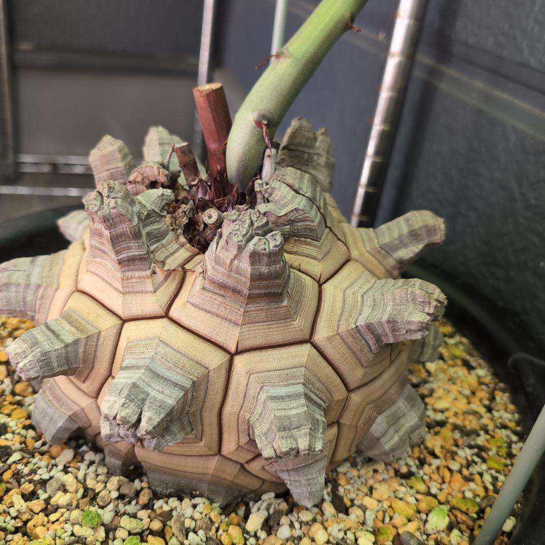 丸型美株12号鉢アフリカ亀甲竜　ディオスコレア　エレファンティペス　塊根約24㌢