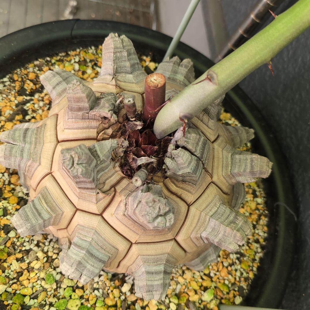 丸型美株12号鉢アフリカ亀甲竜　ディオスコレア　エレファンティペス　塊根約24㌢