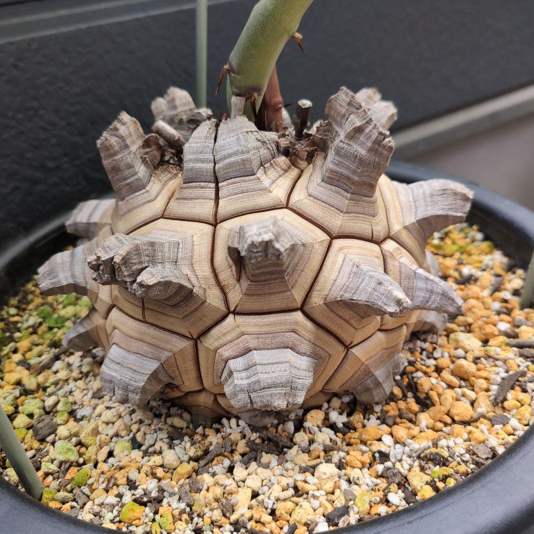 丸型美株12号鉢アフリカ亀甲竜　ディオスコレア　エレファンティペス　塊根約24㌢