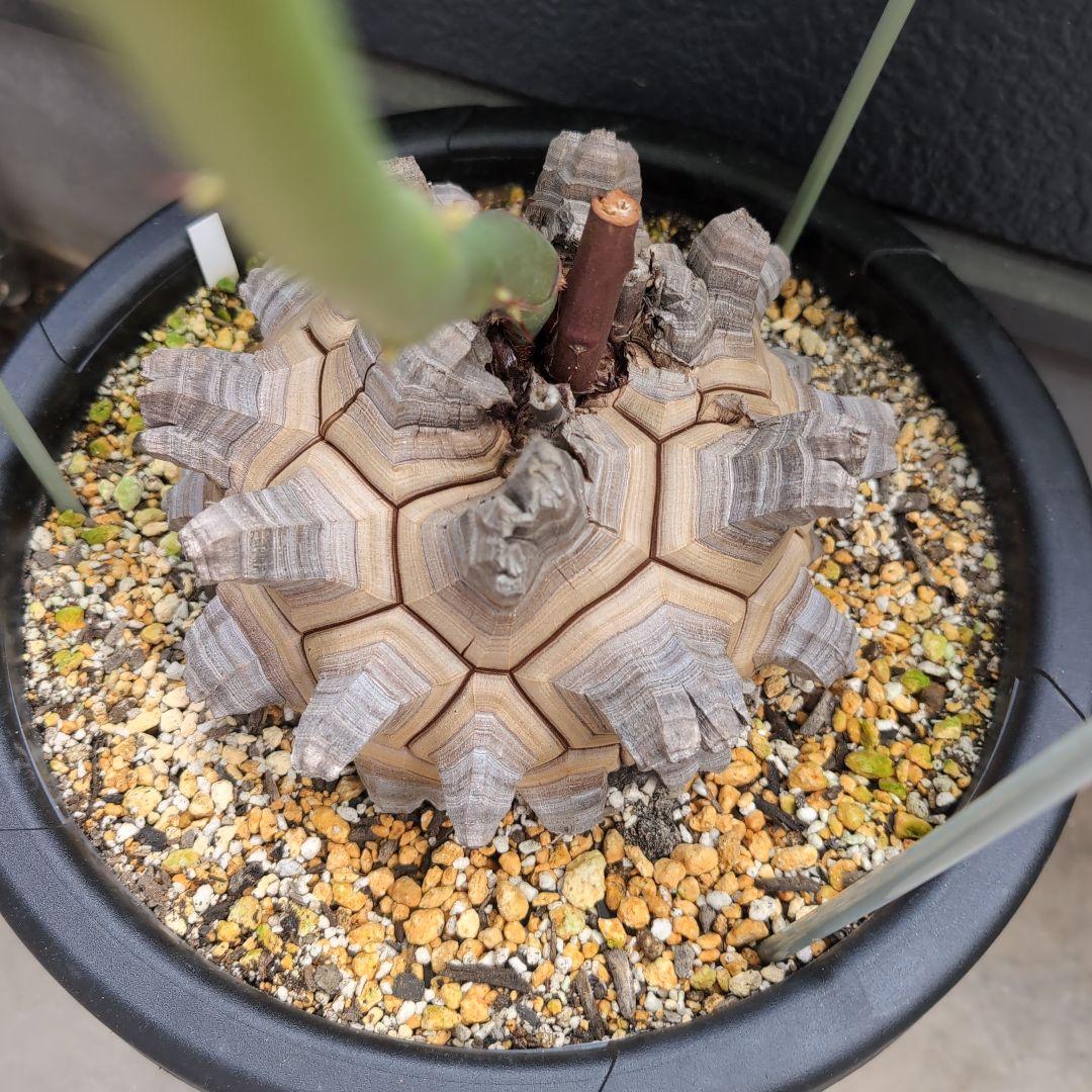 丸型美株12号鉢アフリカ亀甲竜　ディオスコレア　エレファンティペス　塊根約24㌢