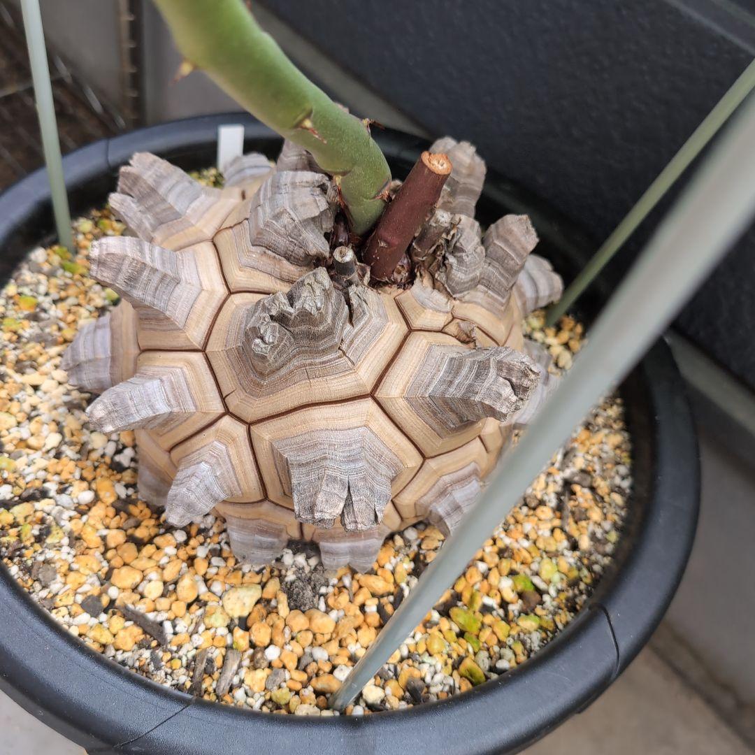 丸型美株12号鉢アフリカ亀甲竜　ディオスコレア　エレファンティペス　塊根約24㌢