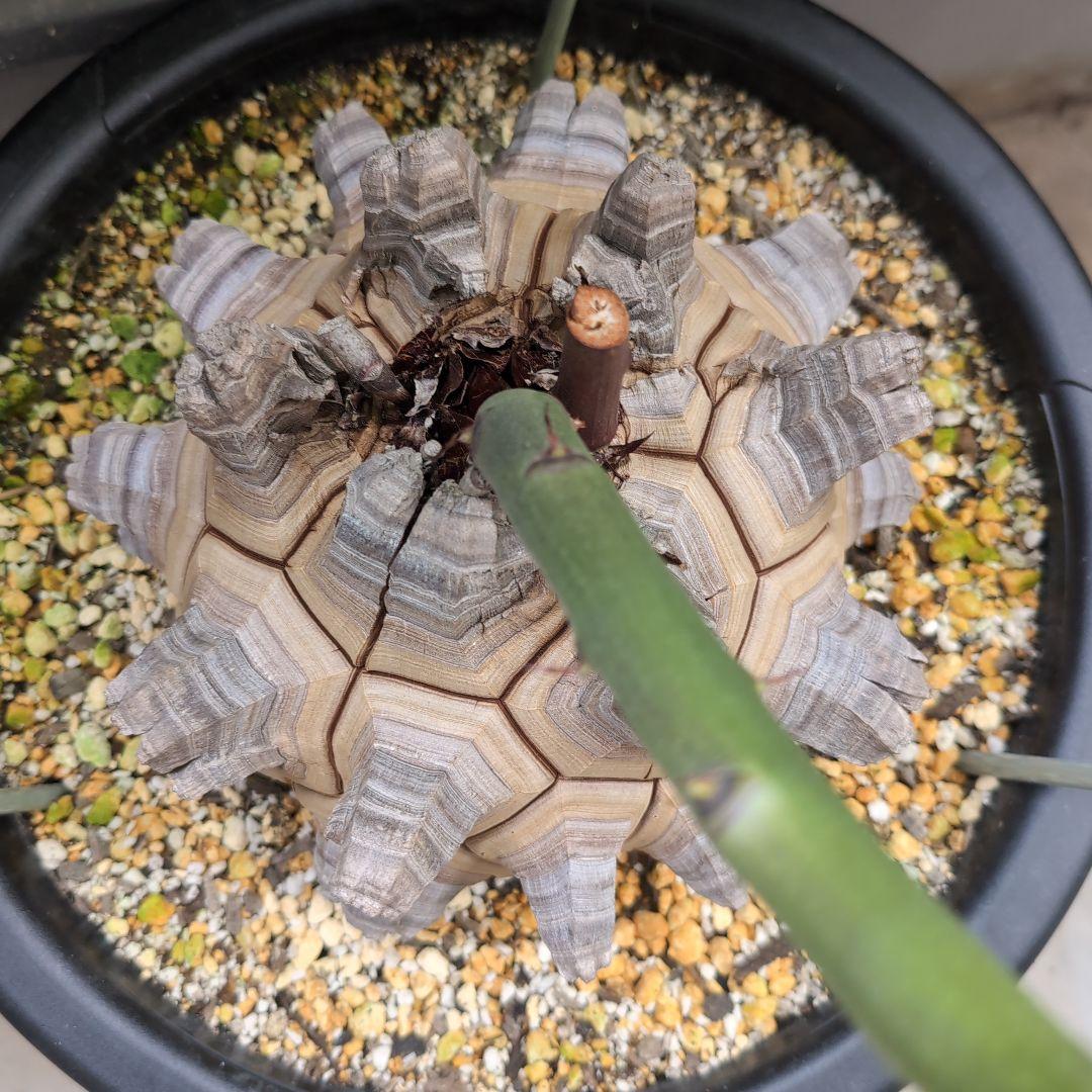 丸型美株12号鉢アフリカ亀甲竜　ディオスコレア　エレファンティペス　塊根約24㌢