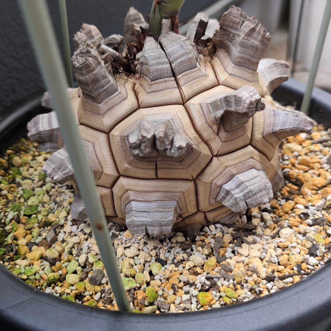 丸型美株12号鉢アフリカ亀甲竜　ディオスコレア　エレファンティペス　塊根約24㌢