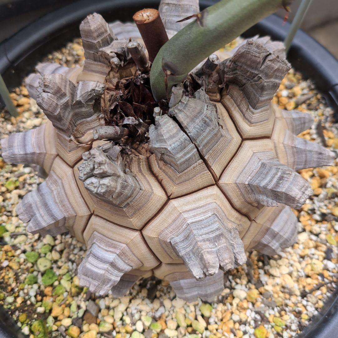 丸型美株12号鉢アフリカ亀甲竜　ディオスコレア　エレファンティペス　塊根約24㌢