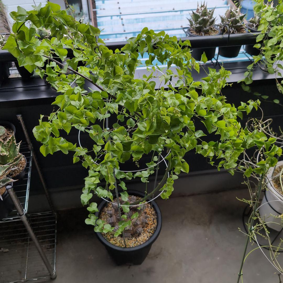 丸型美株12号鉢アフリカ亀甲竜　ディオスコレア　エレファンティペス　塊根約24㌢