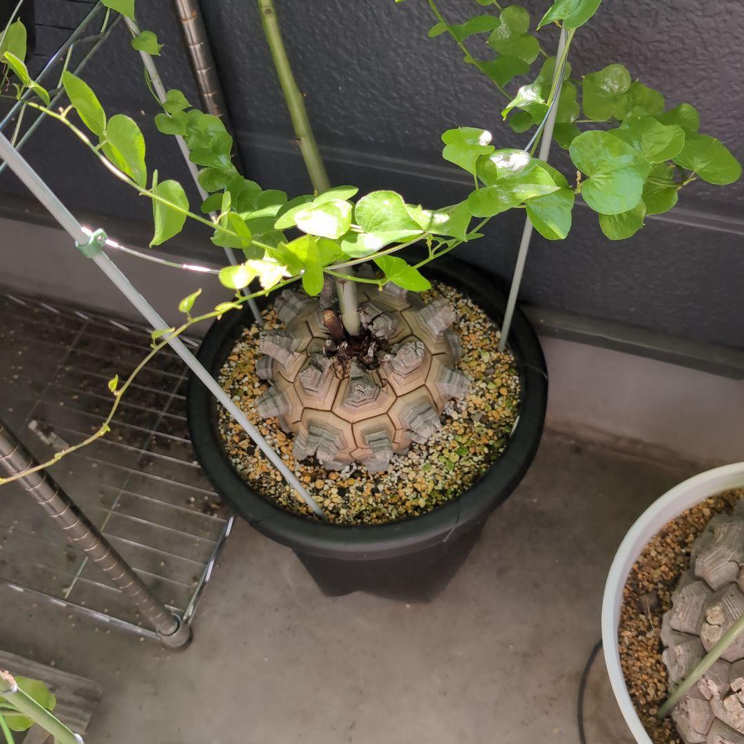 丸型美株12号鉢アフリカ亀甲竜　ディオスコレア　エレファンティペス　塊根約24㌢