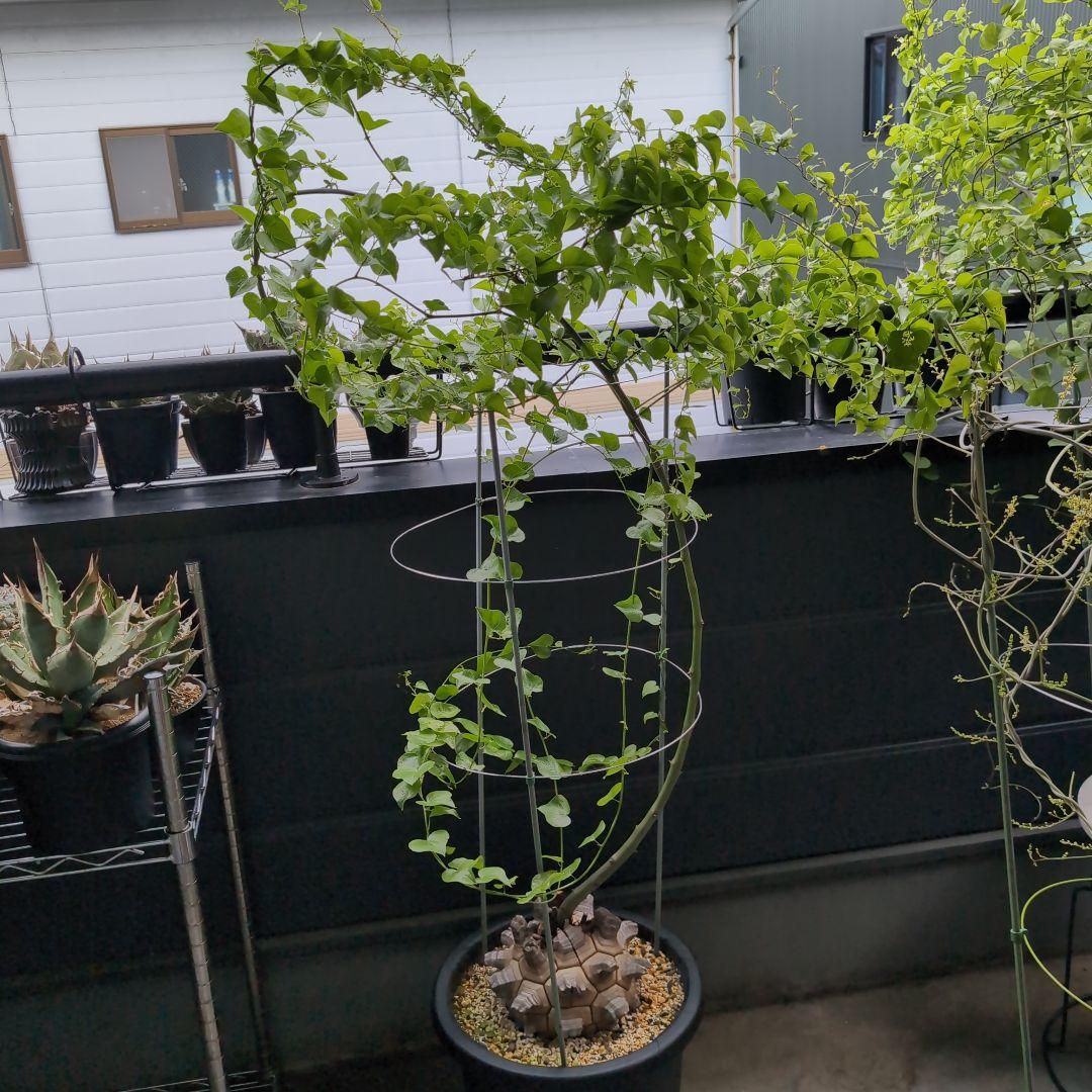 丸型美株12号鉢アフリカ亀甲竜　ディオスコレア　エレファンティペス　塊根約24㌢