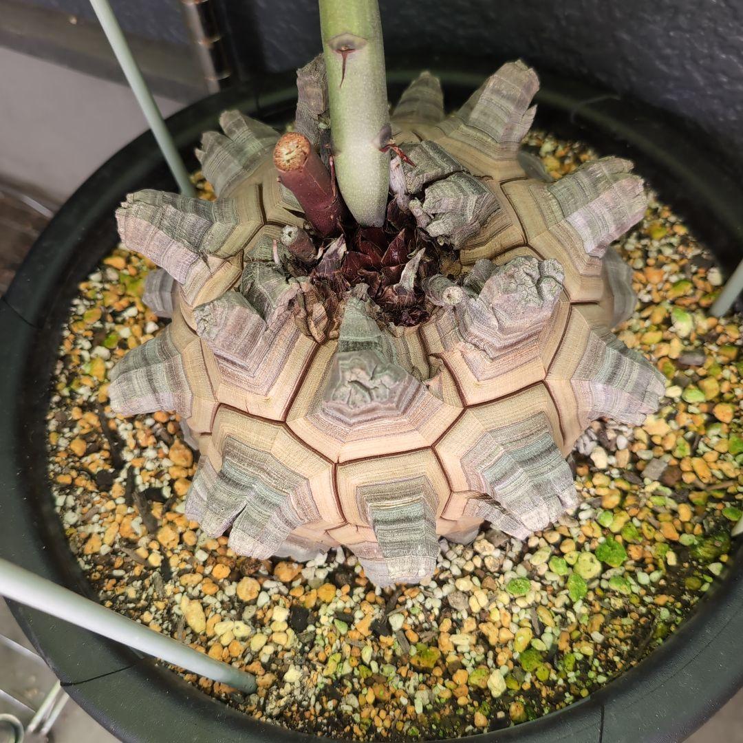 丸型美株12号鉢アフリカ亀甲竜　ディオスコレア　エレファンティペス　塊根約24㌢