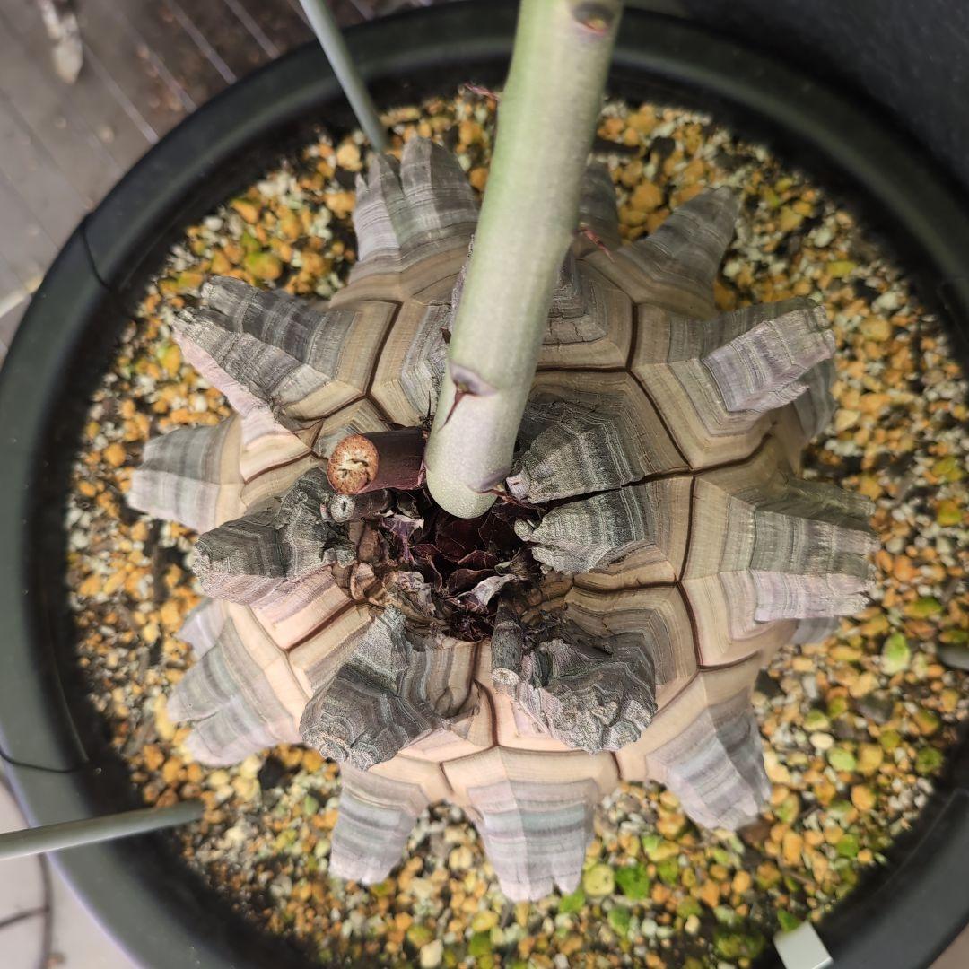 丸型美株12号鉢アフリカ亀甲竜　ディオスコレア　エレファンティペス　塊根約24㌢