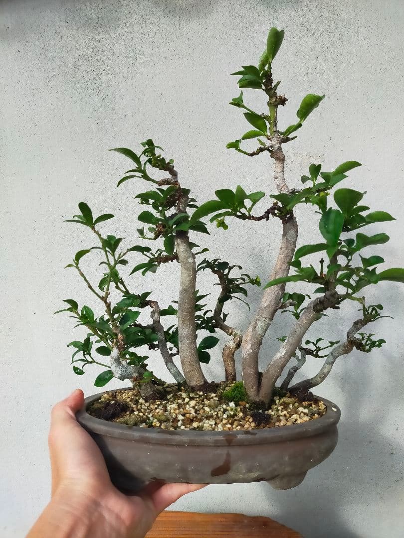 小真弓盆栽。寄せ植え９本。