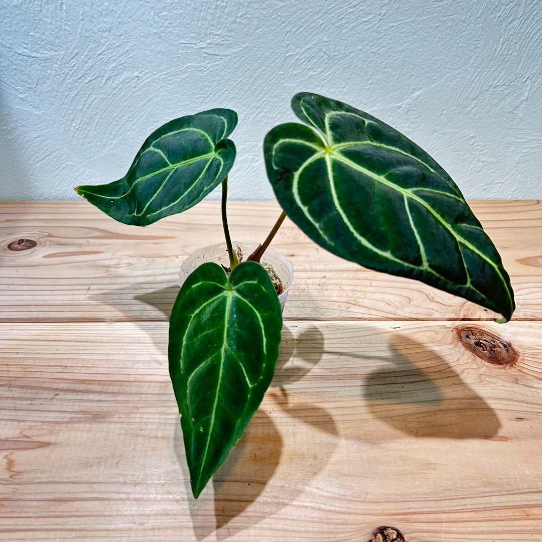 アンスリウム・レガレ（Anthurium regale）観葉植物　2.5号