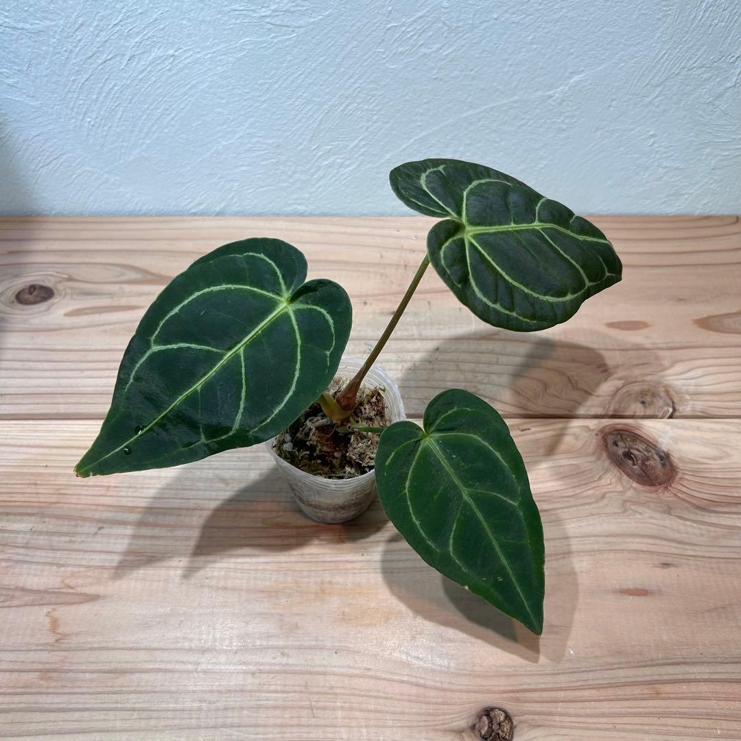 アンスリウム・レガレ（Anthurium regale）観葉植物　2.5号