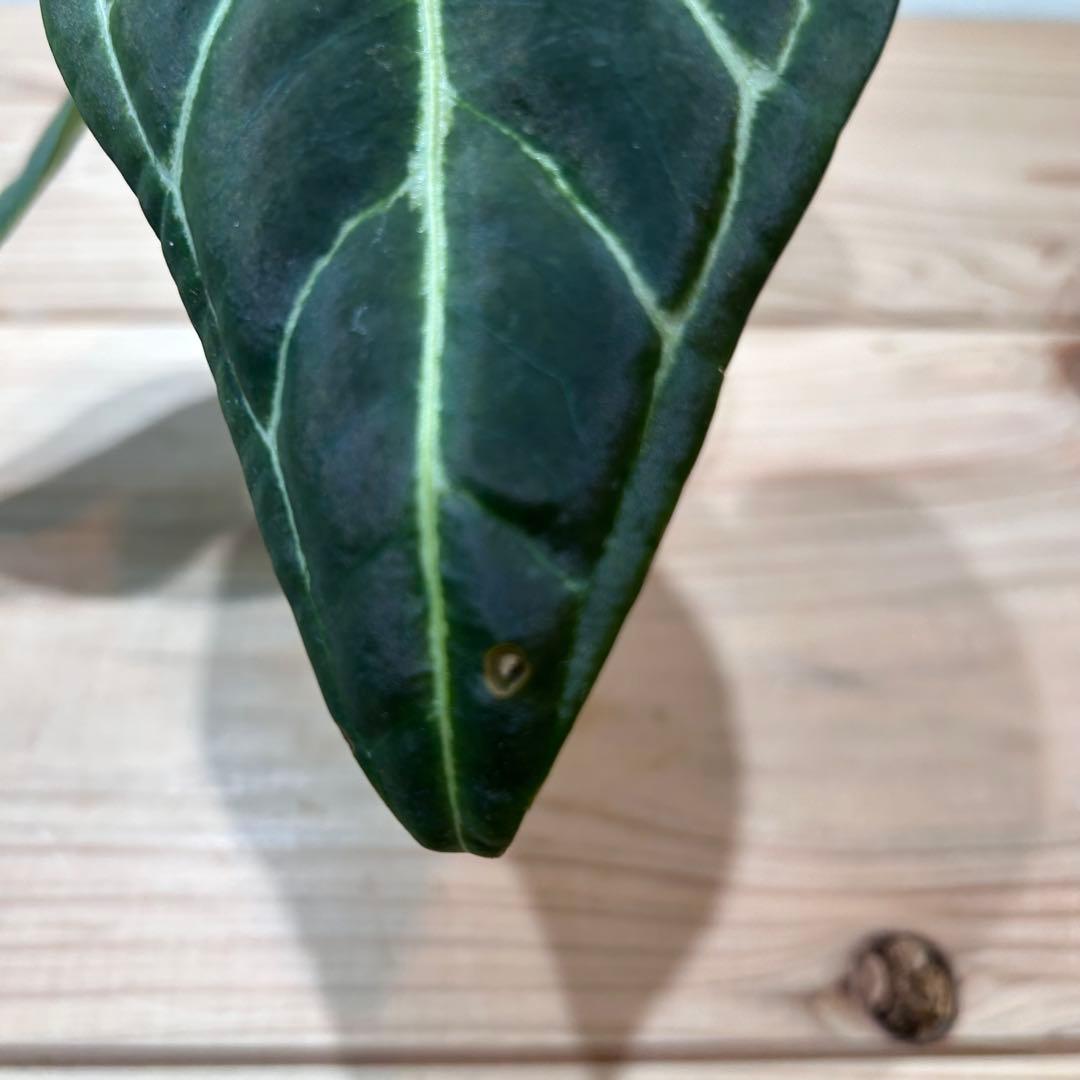 アンスリウム・レガレ（Anthurium regale）観葉植物　2.5号
