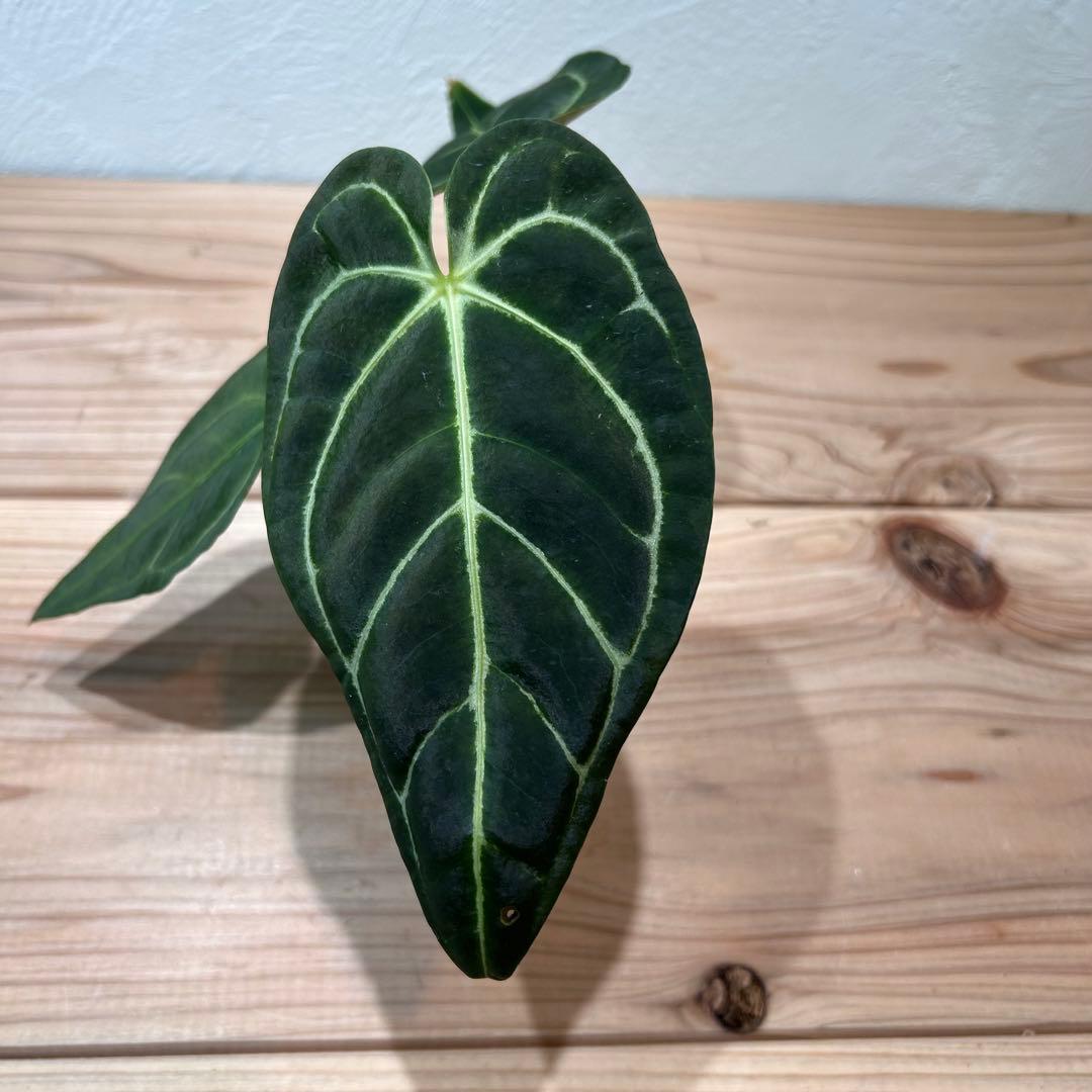 アンスリウム・レガレ（Anthurium regale）観葉植物　2.5号