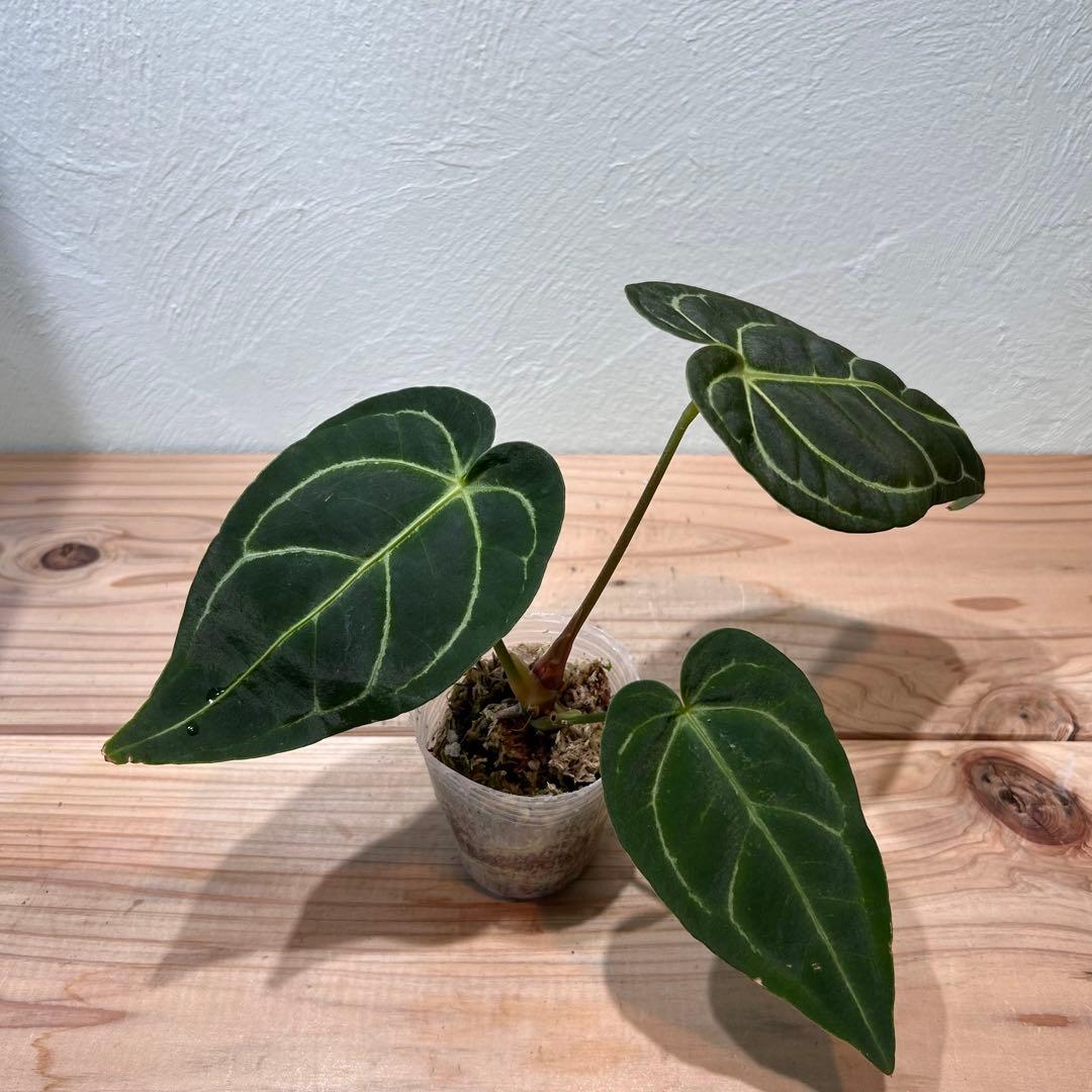 アンスリウム・レガレ（Anthurium regale）観葉植物　2.5号