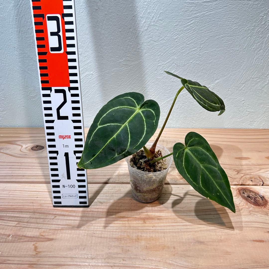 アンスリウム・レガレ（Anthurium regale）観葉植物　2.5号