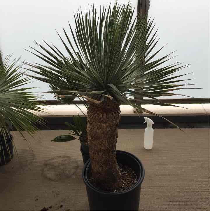 ユッカロストラータ そら植物園