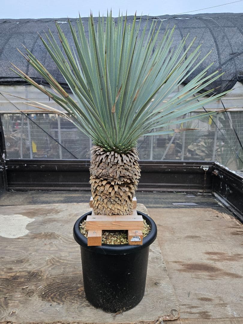 ハイブリッドユッカ　マルデヌベスvarロスト　発根済み株