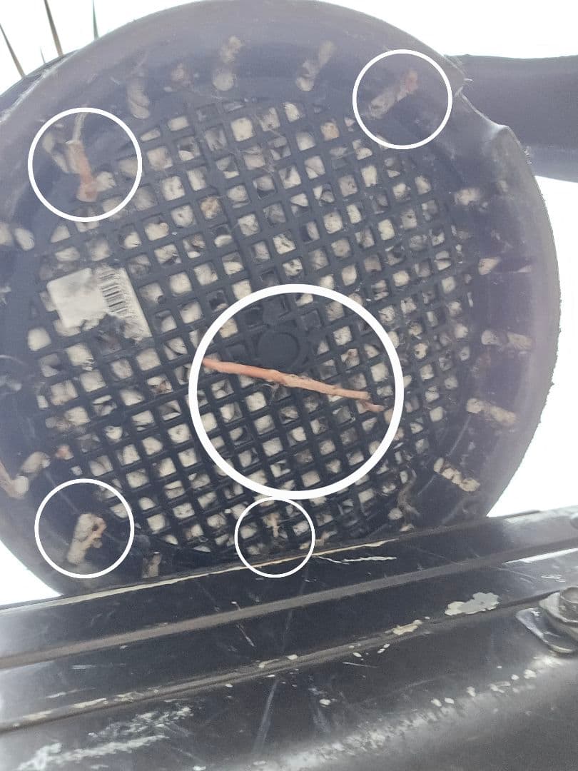 ハイブリッドユッカ　マルデヌベスvarロスト　発根済み株