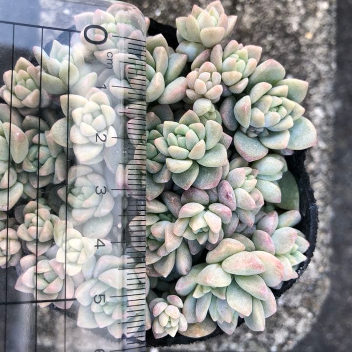 多肉植物✩.*˚プロリフェラ 抜き苗