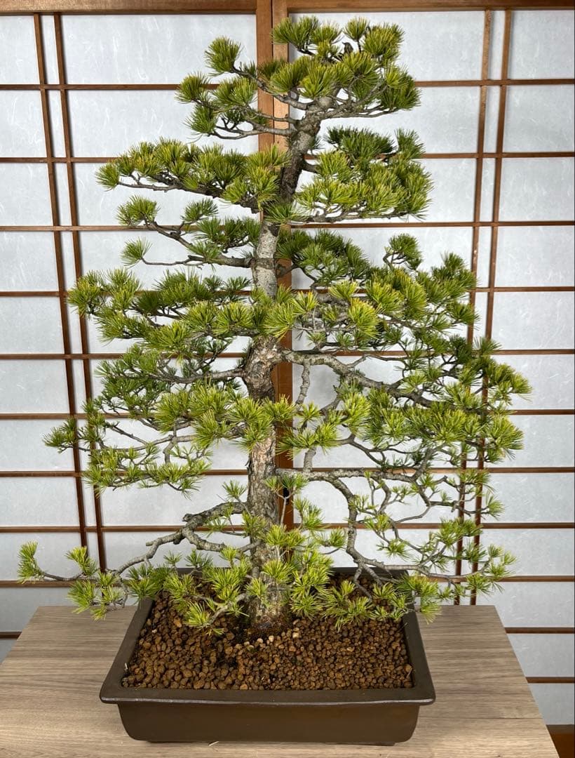 那須五葉松(なすごようまつ) 模様木 盆栽 素材