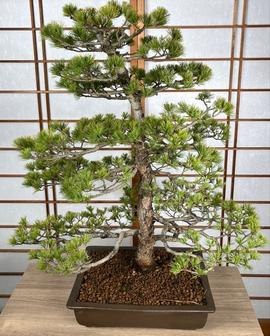 那須五葉松(なすごようまつ) 模様木 盆栽 素材