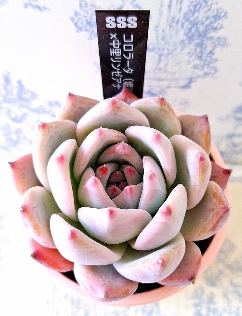 ꕤclara*様 リクエスト 6点 まとめ商品