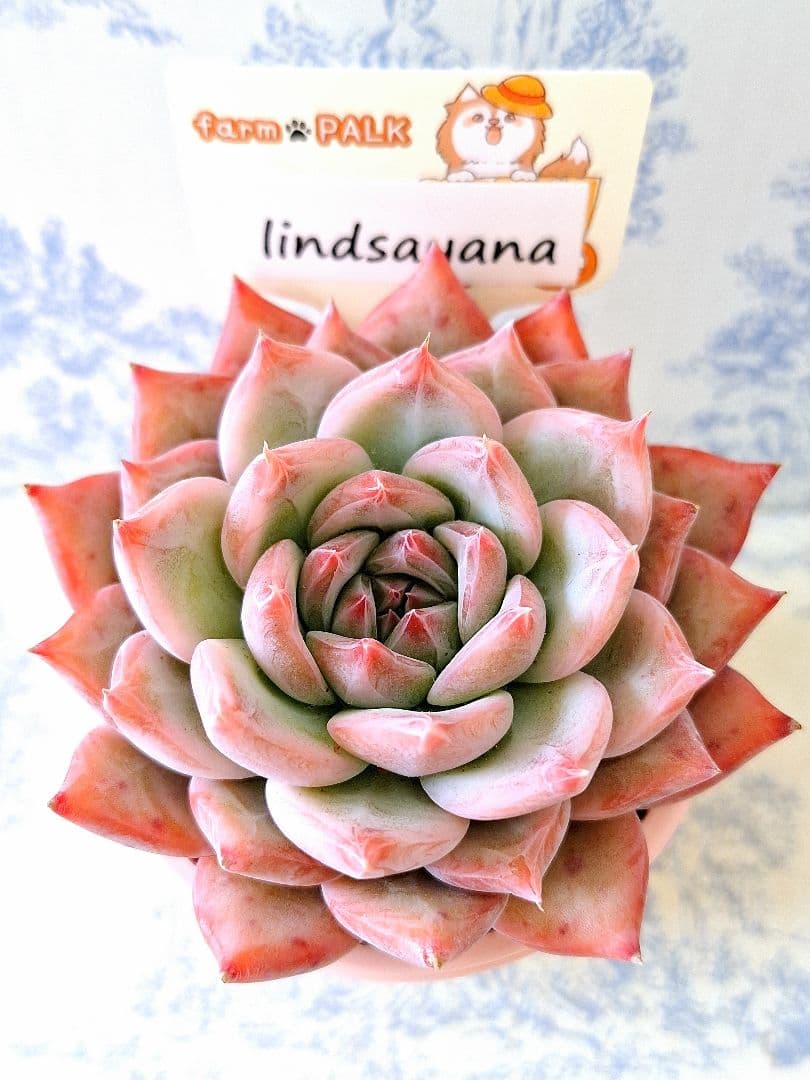 ꕤclara*様 リクエスト 6点 まとめ商品