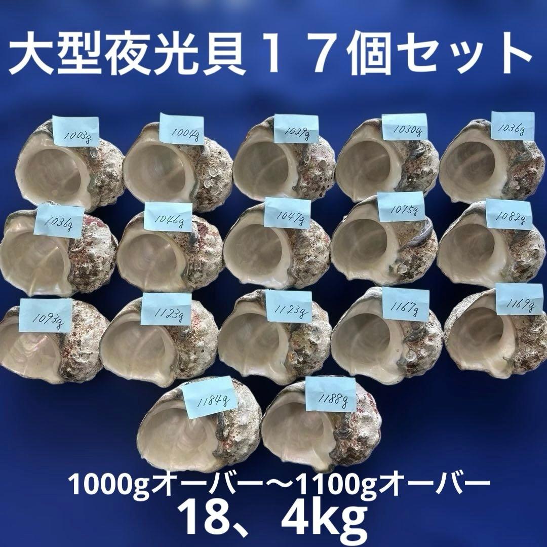 大型夜光貝　ヤコウ貝　まとめ売り　17個　18、4kg アクセサリー　ルアー