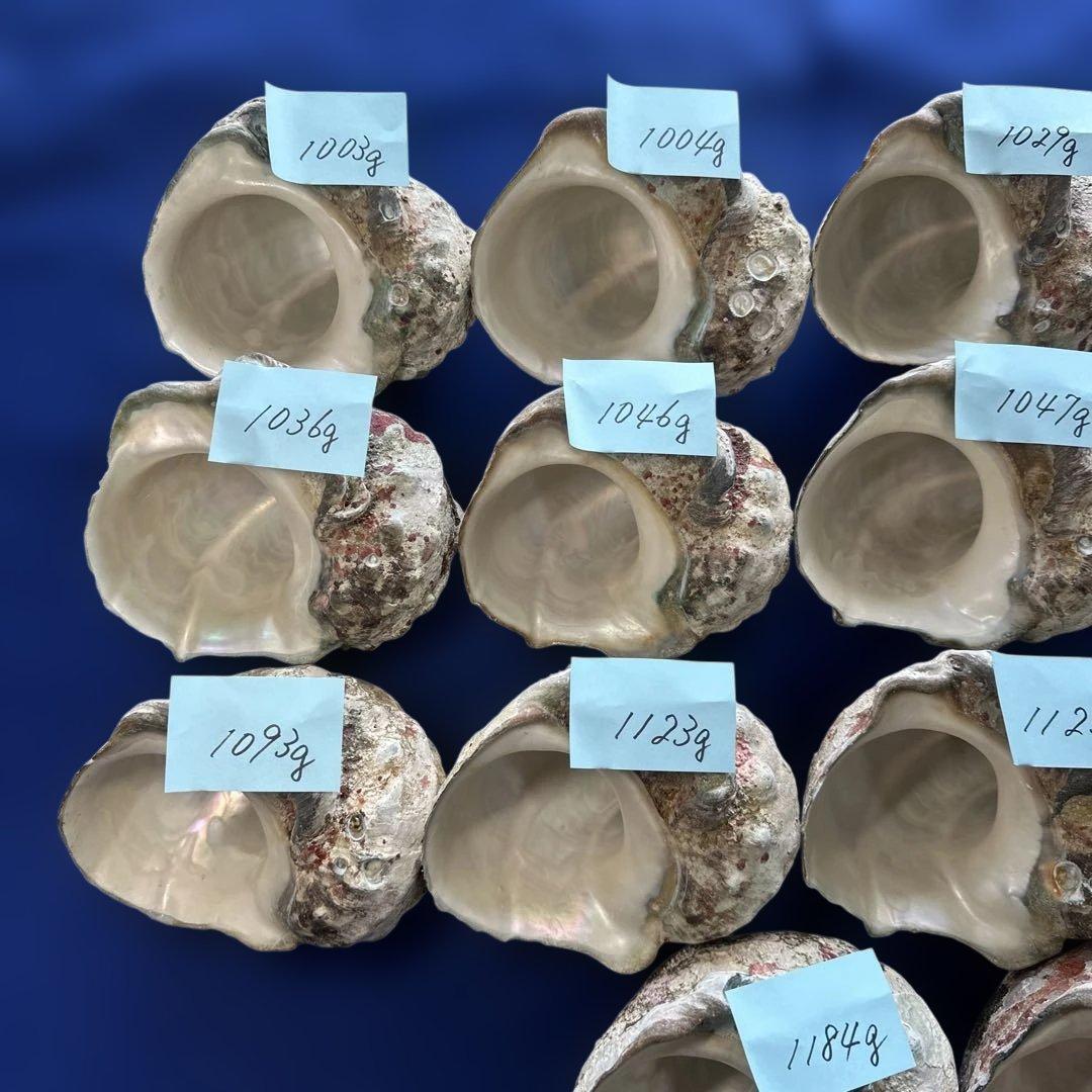 大型夜光貝　ヤコウ貝　まとめ売り　17個　18、4kg アクセサリー　ルアー