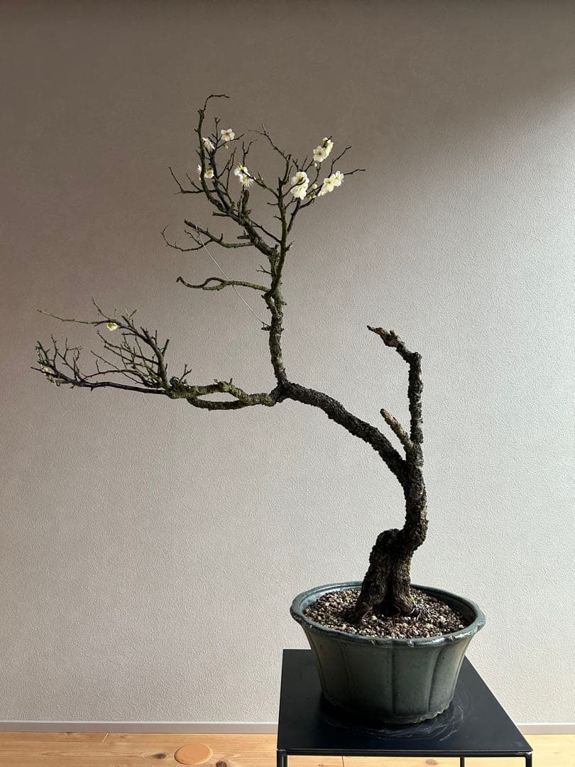 野梅　大品　盆栽　白花　一重　古木