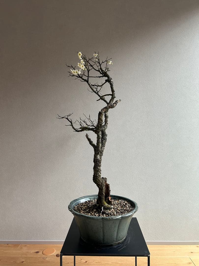 野梅　大品　盆栽　白花　一重　古木