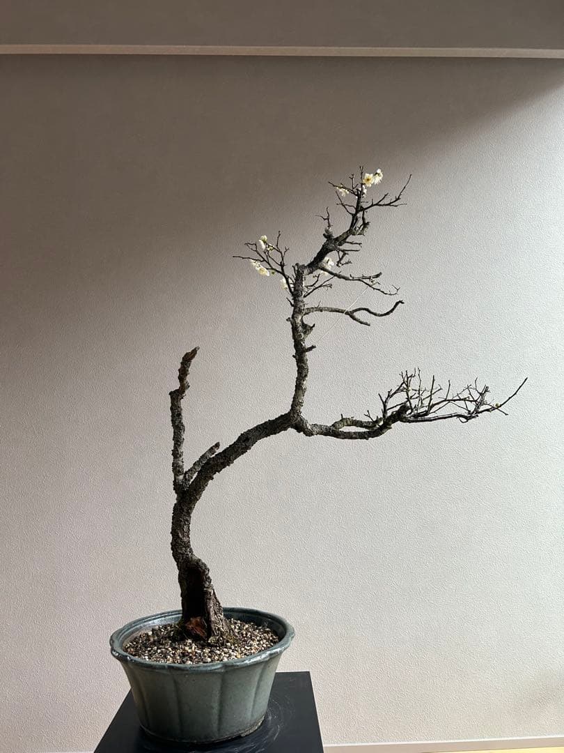野梅　大品　盆栽　白花　一重　古木