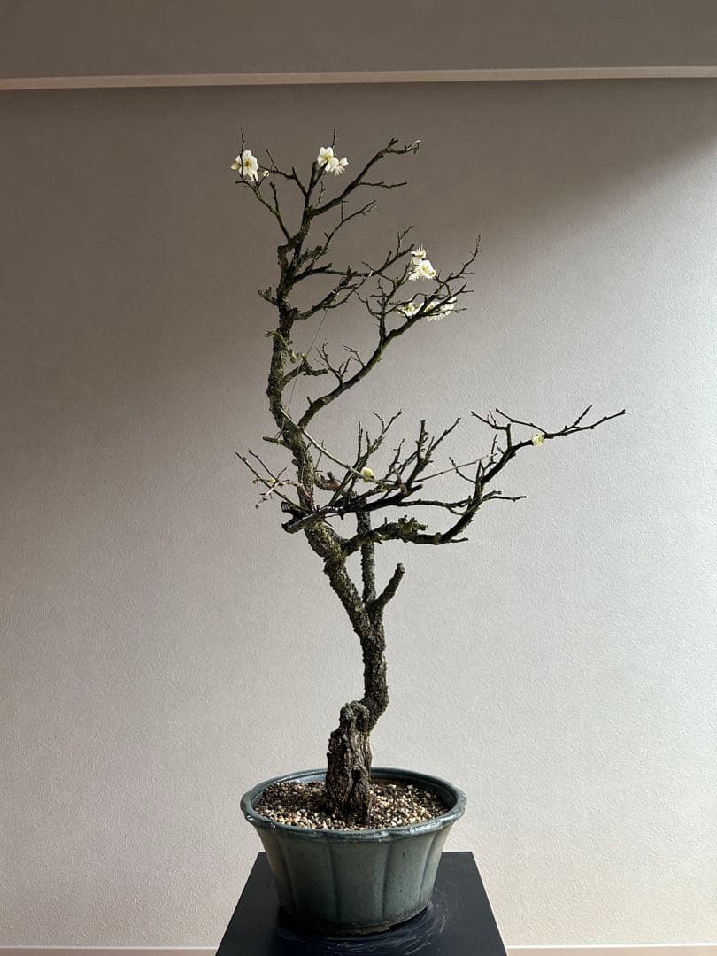 野梅　大品　盆栽　白花　一重　古木