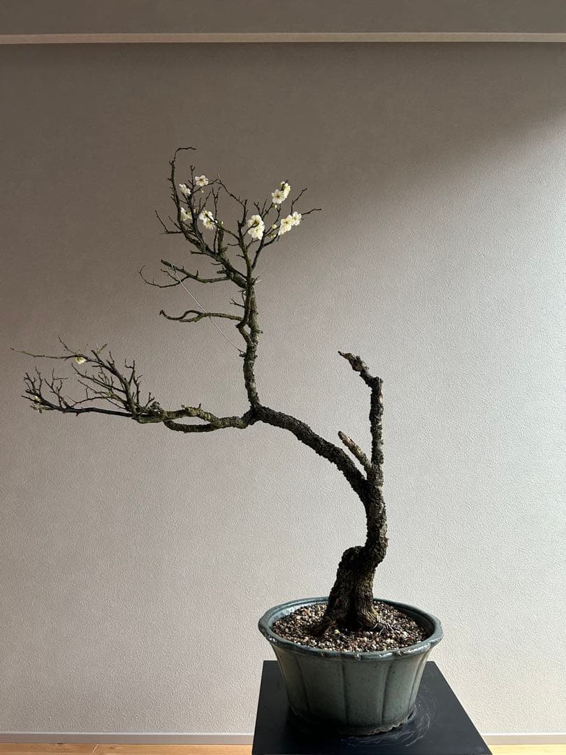 野梅　大品　盆栽　白花　一重　古木