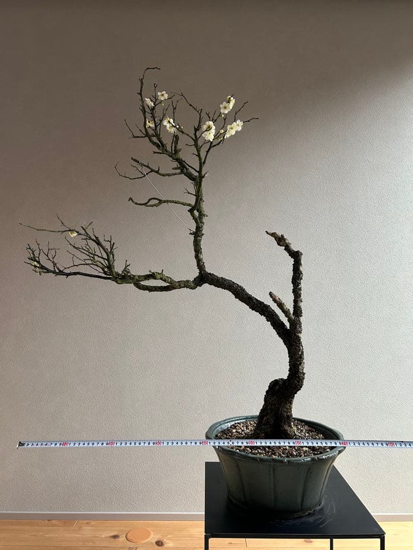 野梅　大品　盆栽　白花　一重　古木