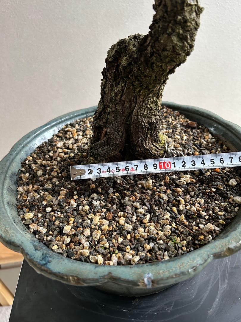 野梅　大品　盆栽　白花　一重　古木