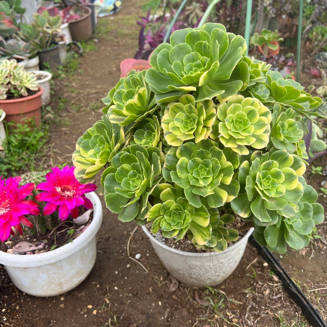 多肉植物。五彩瑠璃法師錦抜き苗