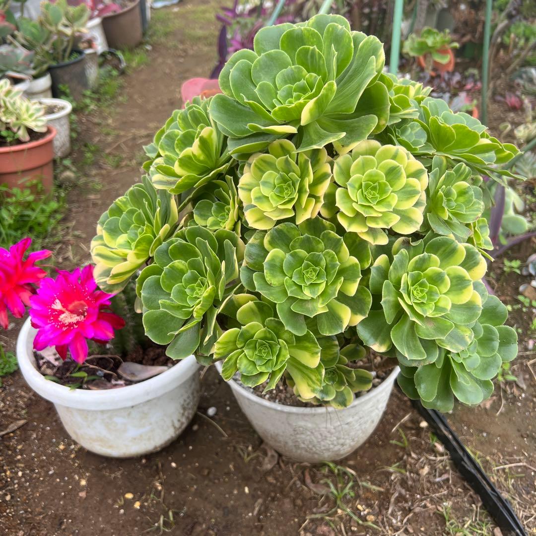 多肉植物。五彩瑠璃法師錦抜き苗