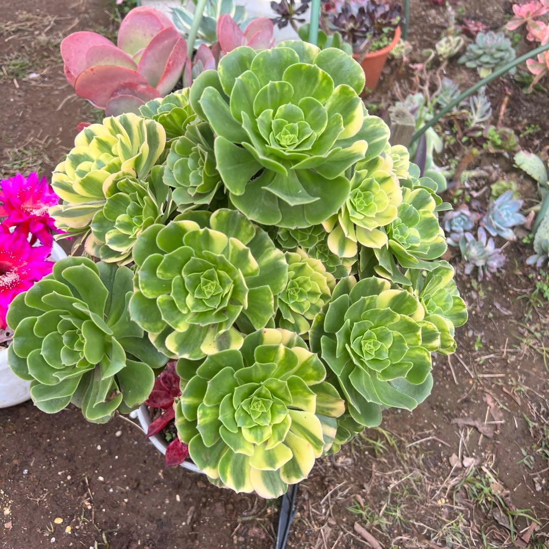 多肉植物。五彩瑠璃法師錦抜き苗