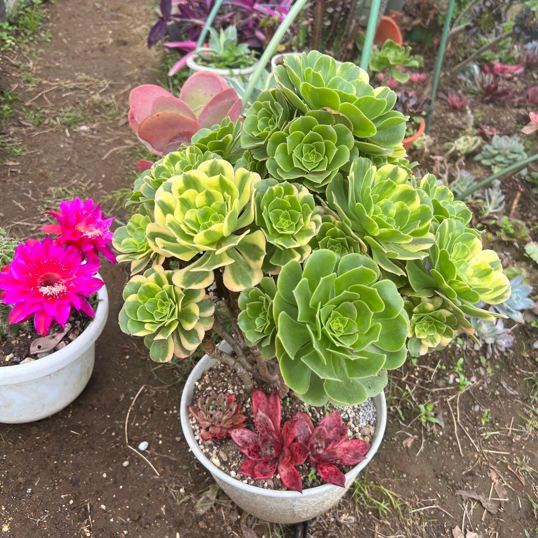 多肉植物。五彩瑠璃法師錦抜き苗