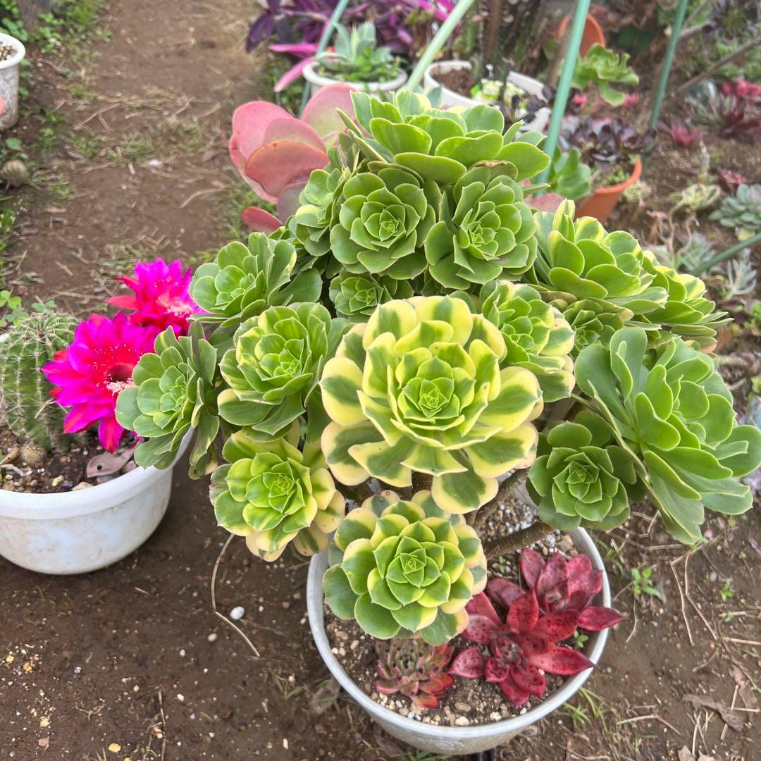 多肉植物。五彩瑠璃法師錦抜き苗