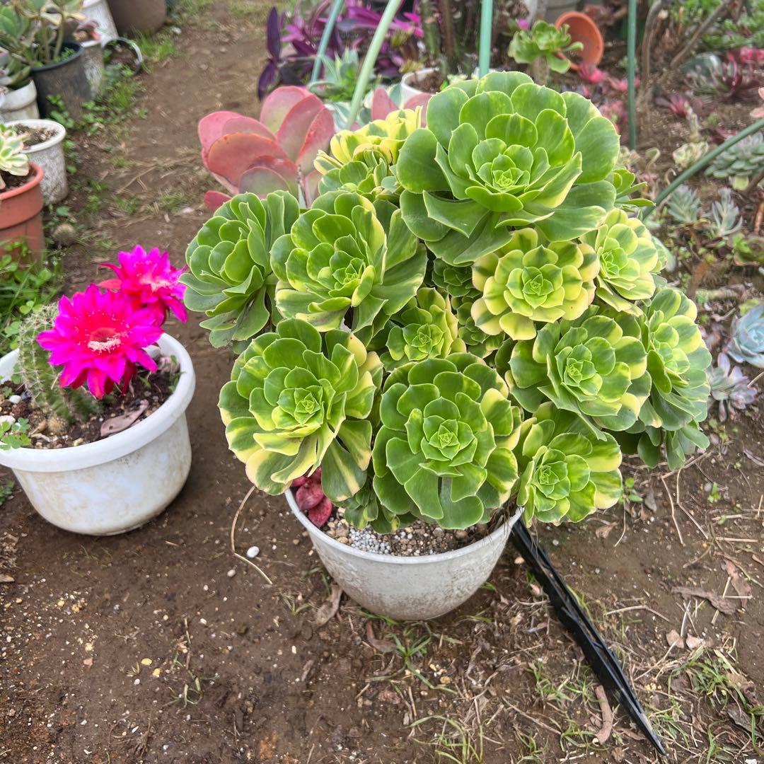 多肉植物。五彩瑠璃法師錦抜き苗