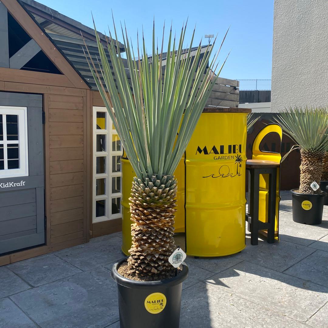 マルデヌベスverリギダ　3